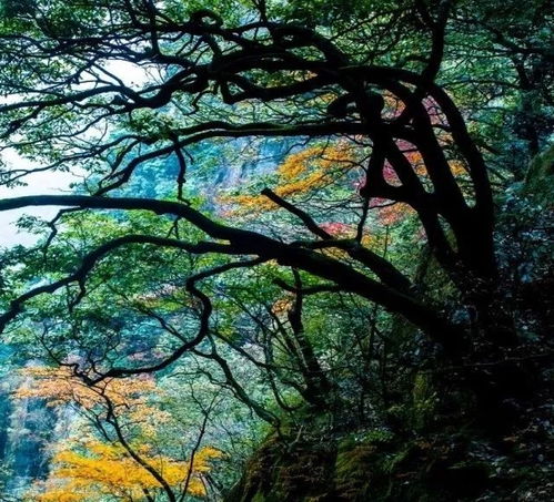 感恩之旅 安福羊獅慕 科隆生態(tài)園精品純玩二日游