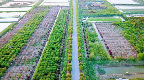 官方賞花攻略發布 荊州8條春季賞花精品線路，生態園美景盡收眼底